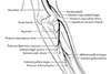 Path of Radial Nerve